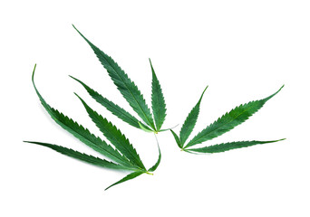 Hemp leaf on white background