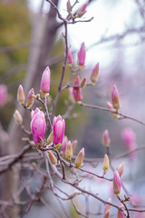 tulip tree blossoms in spring magnolia sulange