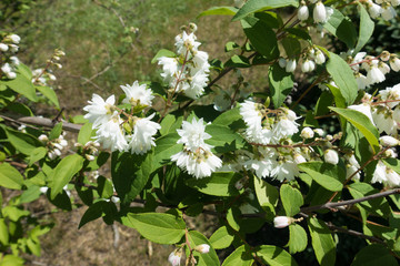 Branch of Deutzia in full bloom in May