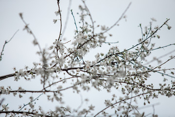 white flowering tree in spring