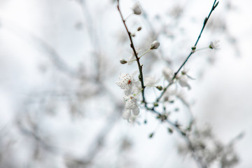 white flowering tree in spring