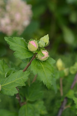 Rose Of Sharon Red Heart