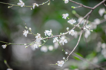 white flowering tree in spring