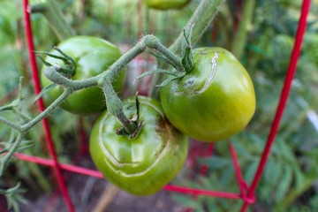Green Tomatoes Ripening on the Vine, selective focus