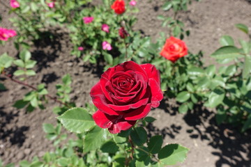 Deep red flower of garden rose in May