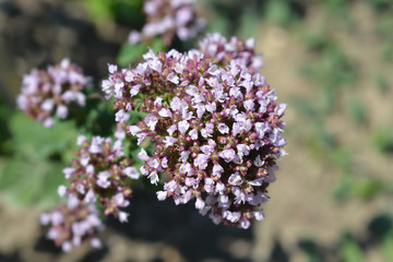 Common marjoram