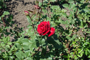 Red flower in the leafage of rose bush in May