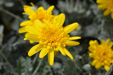 African Bush Daisy Sunshine Silver Double Yellow