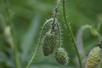 Blütenknospe - Mohn (Papaver) mit Blattläusen