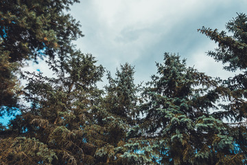 treetops in a german forest from the frog view