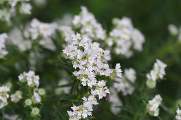 Fototapeta premium Virginia mountain mint