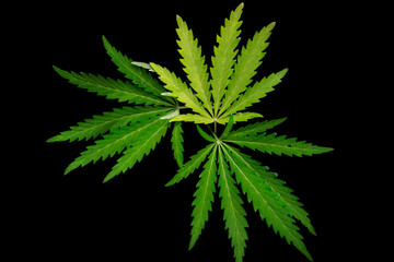 Fototapeta na wymiar Open sheet of cannabis on a black background.Openwork sheet of hemp.Medicinal herb of the southern region.Light draws the texture of the sheet.Openwork, large, spicy leaf.Shadow and light.