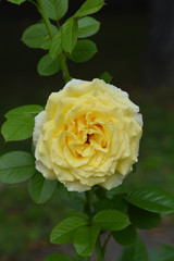 Cyrano de Bergerac Rose