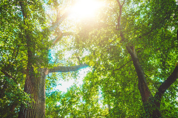 Obraz premium ancient forest for environmental themes