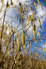 tree earrings sky spring