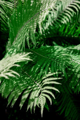 Detail Of Fern On Dark Background