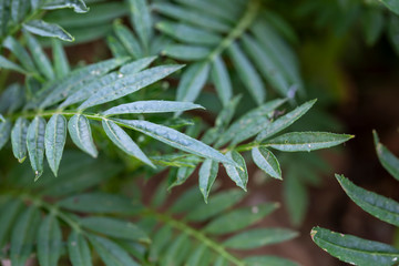 Green Leaf , Ecology Concept