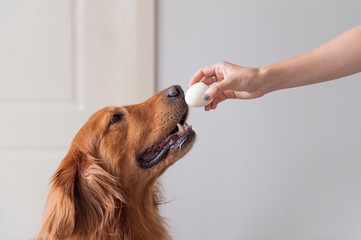 Hand holding egg in hand to golden retriever