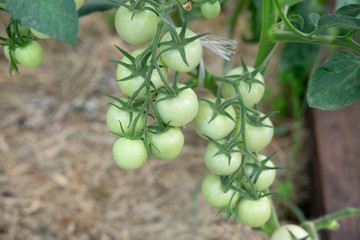 Green, Ripening Tomatoes On A Vine