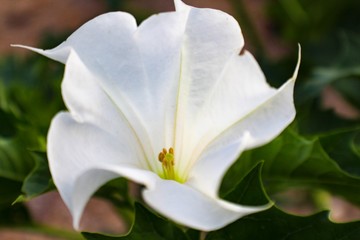 Closeup of White Datura Flower in Garden