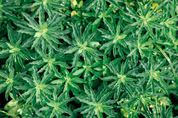 Abstract Textures The Green Plants From Nature