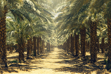 Plantation of date palm trees in Israel. Beautiful nature background for posters, cards, web design.