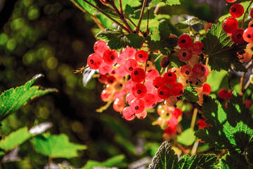 redcurrants