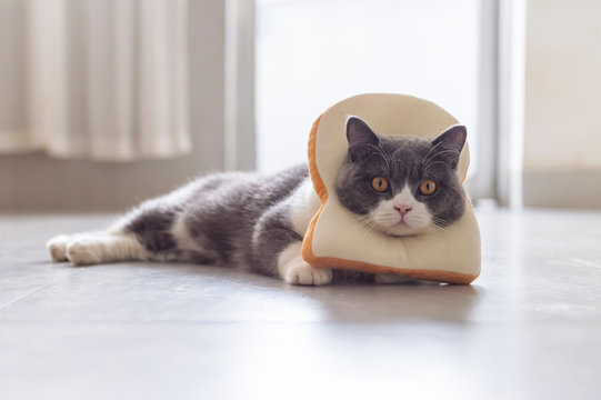 British shorthair cat hanging a piece of bread on the neck