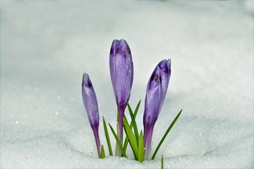 a clump of crocuses in snow