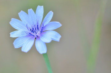 Fototapeta premium beautiful fennel flower