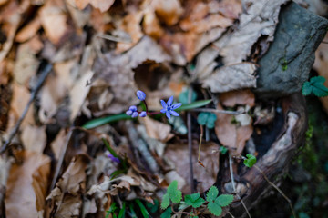 blue forest flower