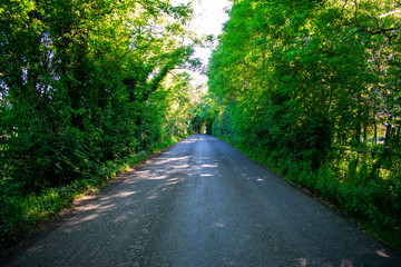 Plakat Asphalt road in shadow forest 