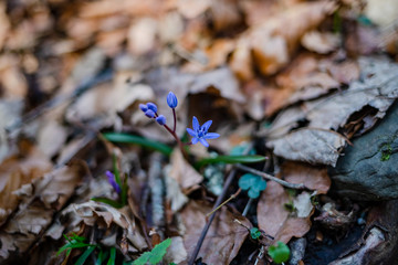 blue forest flower