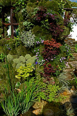 Detail of a veticaly planted Japanese Moss Garden with small Acers, plants and flowers
