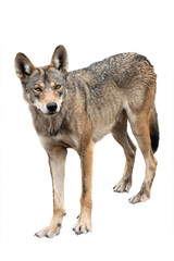 wolf isolated on white