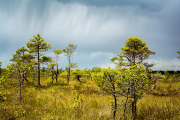 Fototapeta premium swamp