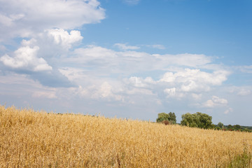 Fototapeta premium Landscape with oat field and picturesque clouds. Beautiful agricultural landscape with rich and dense field full of rye, wheat or barley