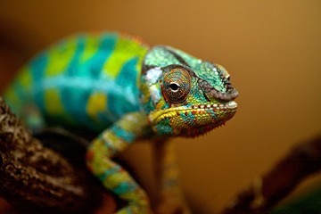 caméléon reptile