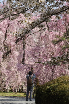 京都、元離宮二条城内に咲く枝垂れ桜を撮影する男性の後ろ姿
