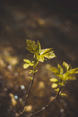 autumn leaves on green background