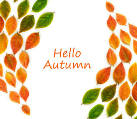 Multicolored dry autumn leaves on white background.