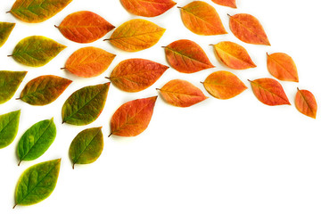 Multicolored dry autumn leaves on white background.