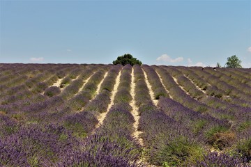 serie provence