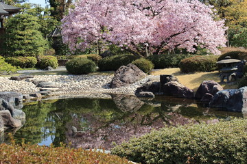 Fototapeta na wymiar 京都の元離宮二条城内にある清流園の桜