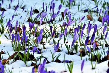 many crocus flowers in snow