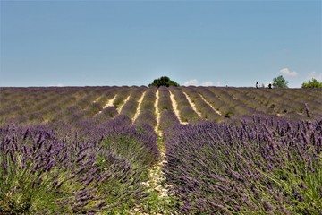 serie provence