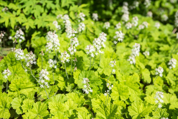 Syringa with white flowers among green leaves