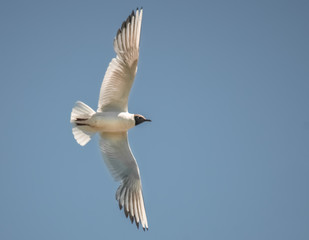 Fliegende Möwe