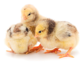 Three yellow chicken.