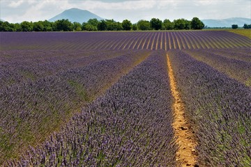 serie provence